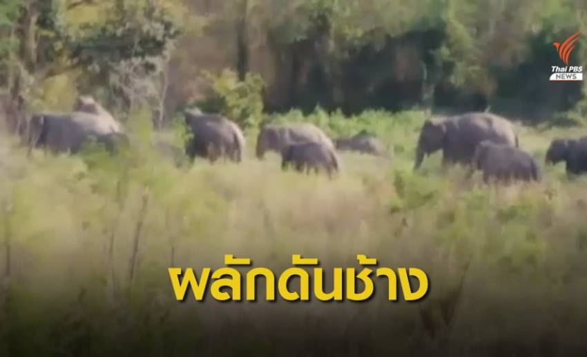 ภัยแล้งรุนแรง "ช้างป่าภูหลวง" ออกหากินนอกพื้นที่