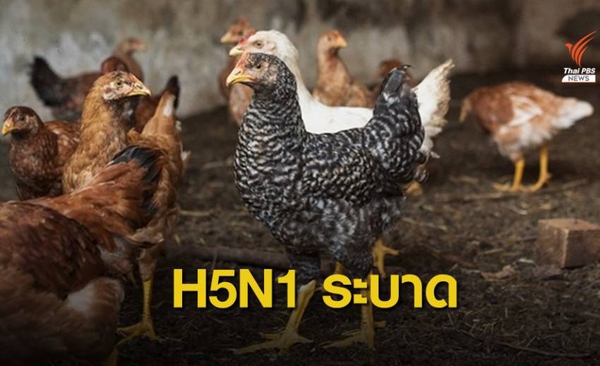 ไข้หวัดนก H5N1 ระบาดฟาร์มไก่ในจีน 