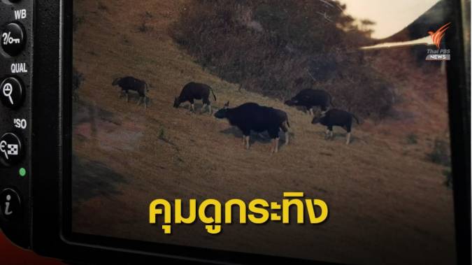 กรมอุทยานฯ คุมเข้มจัดระเบียบ "เขาแผงม้า" จัดโซนนิ่งนักท่องเที่ยว