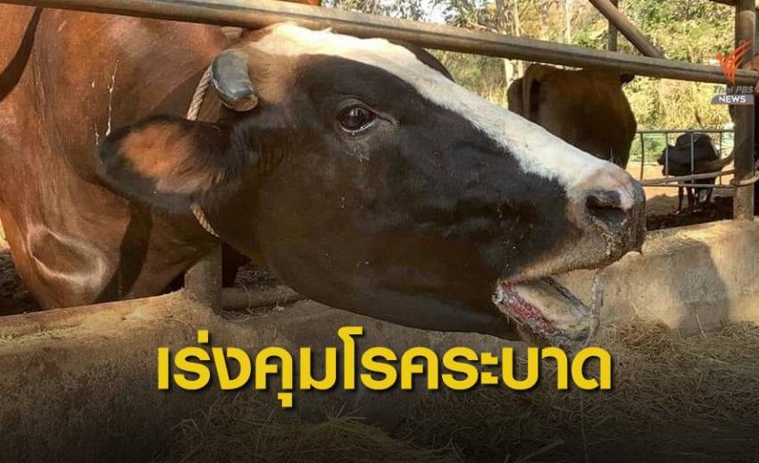 เกษตรกรเข้ากรุงฯ จี้รัฐบาลแก้โรคระบาด หลังวัวตายแล้วกว่า 70 ตัว