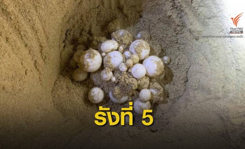 เดินเต่าพบหลุมไข่ "เต่ามะเฟือง" หาดบ่อดาน
