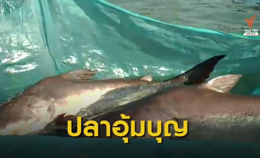 ครั้งแรกนักวิจัยไทยทำสำเร็จ ปลาสวายออกลูกเป็นปลาบึก