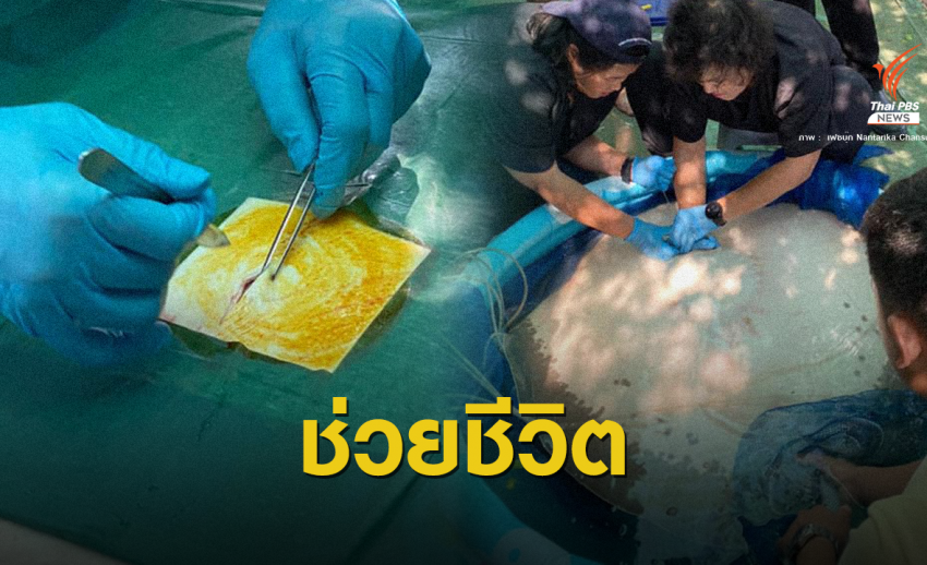 ช่วยชีวิต "กระเบนเจ้าพระยา" สัตว์คุ้มครองติดเบ็ด 6 นิ้ว