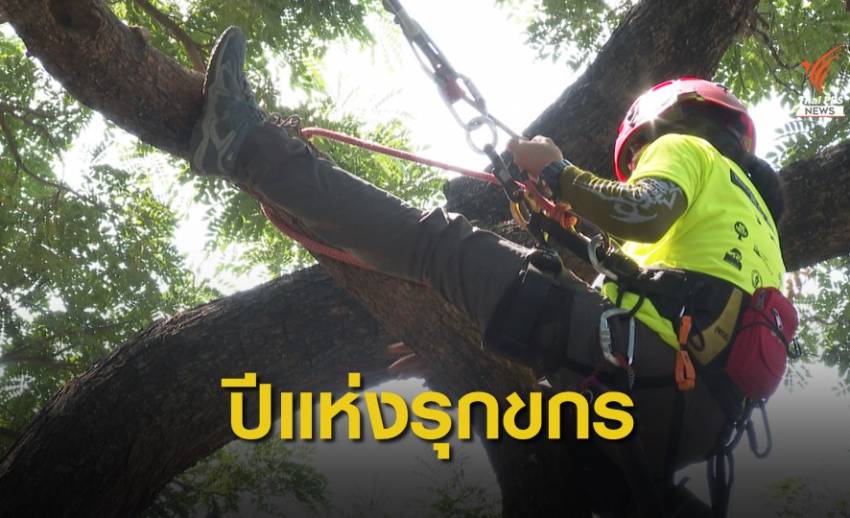 สัญญาณดี "รุกขกรไทย" ดูแลต้นไม้ใหญ่ในเมือง