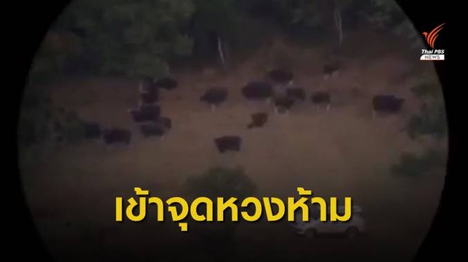 พบรถยนต์เข้าจุดหวงห้ามเขาสูง-เขาแผงม้า จ.นครราชสีมา