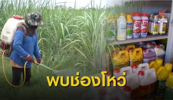 พบช่องโหว่มาตรการจำกัดการใช้ เกษตรกรนครสวรรค์ยังไม่ขึ้นทะเบียน