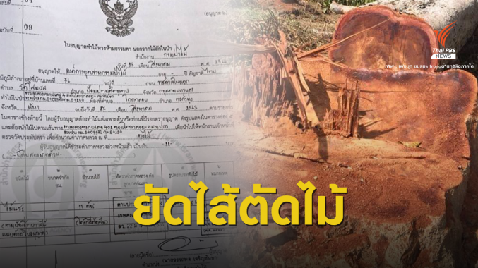 ขีดเส้น 15 วัน "ป่าไม้" ตัดยางนาริมถนน 11 ต้นอ้างยืนต้นตาย