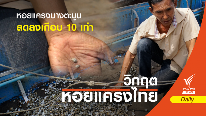 หอยแครงบางตะบูน จ.เพชรบุรี ผลผลิตลดลงเกือบ 10 เท่า