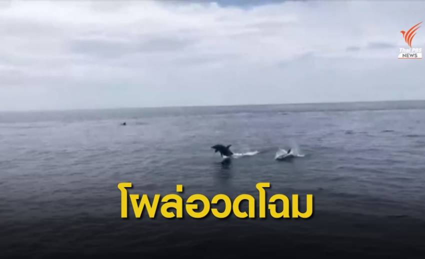 โลมา 30 ตัวว่ายน้ำอวดนักท่องเที่ยวทะเลพังงา