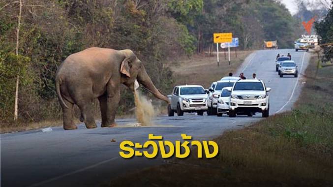 เตือนขับรถผ่านป่าเขาอ่างฤาไน ระวังช้างขวางรถ-รื้อค้นสิ่งของ