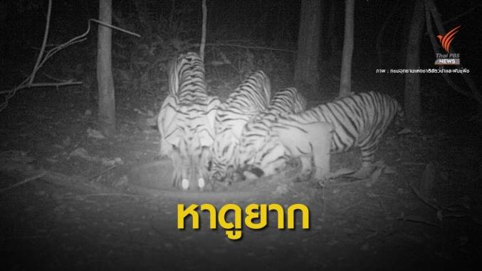 ตื่นตา! เสือโคร่ง 4 ตัวลงกินน้ำพร้อมกันป่าห้วยขาแข้ง