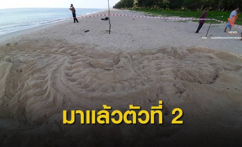 ข่าวดี! แม่เต่ามะเฟืองตัวที่ 2 วางไข่หาดบ่อดาน จ.พังงา
