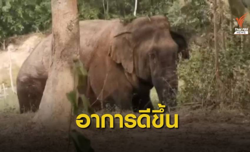 ช้างป่าทับลานบาดเจ็บอาการดีขึ้น