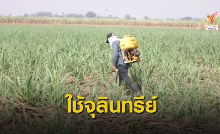 ก.เกษตรฯ เล็งทดลองใช้ "จุลินทรีย์" กำจัดวัชพืช