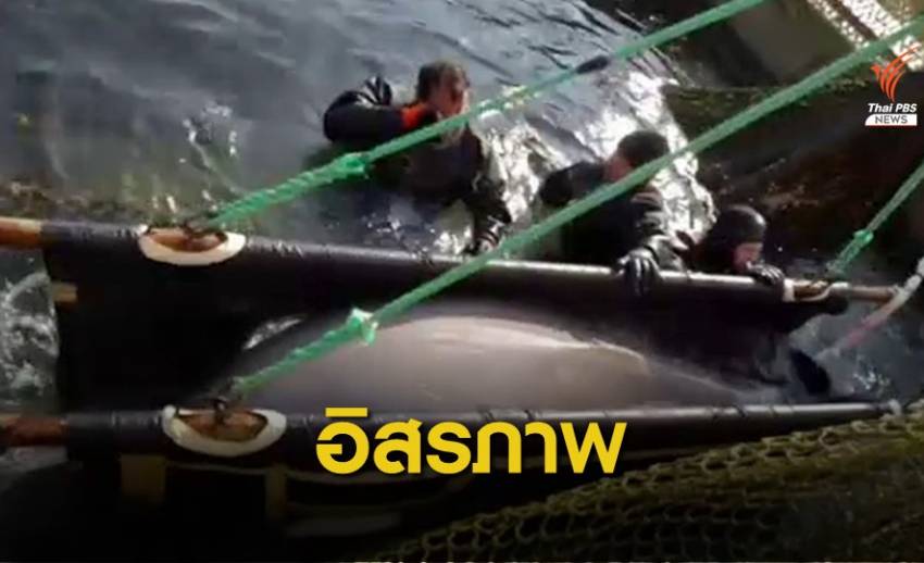 รัสเซียช่วย "วาฬเบลูกา" ถูกขัง 50 ตัวปล่อยคืนทะเล