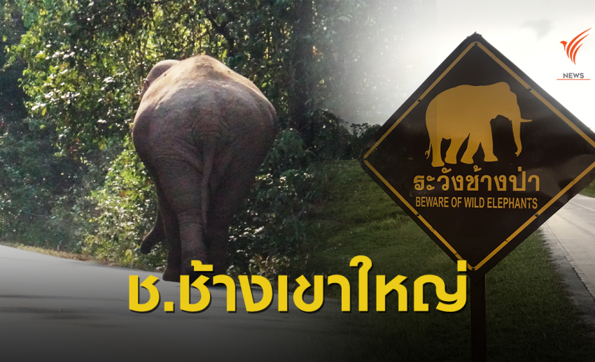 เธอจะน่ารักหรือจะร้าย รู้จัก "ช้างป่า" เขาใหญ่ ให้มากขึ้น