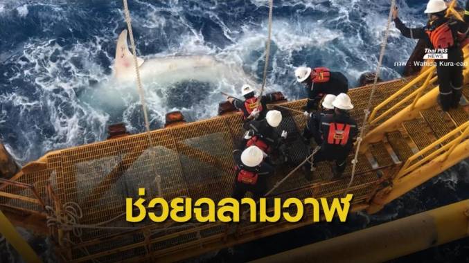 เจ้าหน้าที่แท่นขุดเจาะปิโตรเลียมช่วยชีวิต "ฉลามวาฬ"