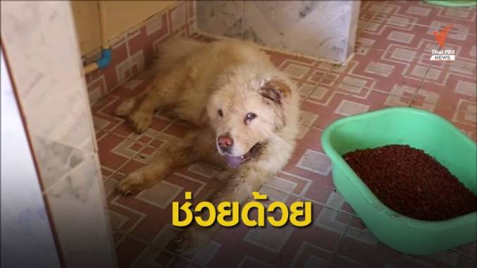 ช่วยสุนัข 2 ตัว ถูกทิ้งในบ้านเมืองพัทยา ผอม-มีแผลตามร่างกาย