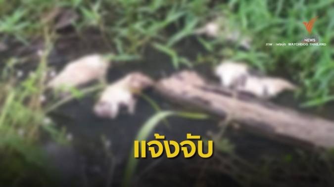 WTD แจ้งข้อหาทารุณกรรมเจ้าของทำร้ายลูกสุนัข-โยนทิ้งน้ำ