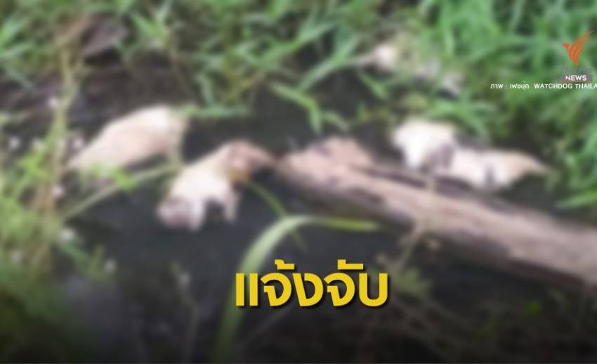WTD แจ้งข้อหาทารุณกรรมเจ้าของทำร้ายลูกสุนัข-โยนทิ้งน้ำ