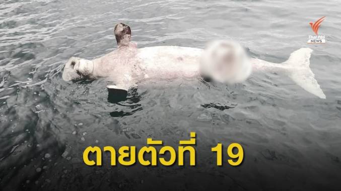 พบซาก "พะยูน" ลอยระหว่างเกาะยา-เกาะไหง คาดตายแล้ว 5-7 วัน