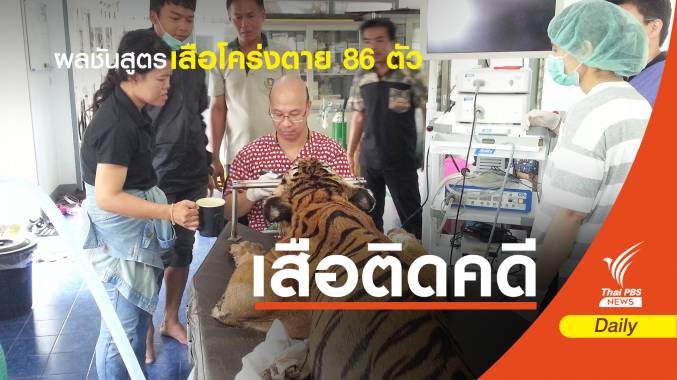 เฝ้าระวังเสือโคร่ง 44 ตัว "เครียด-เลือดชิด-ติดโรค" เสี่ยงตายเพิ่ม