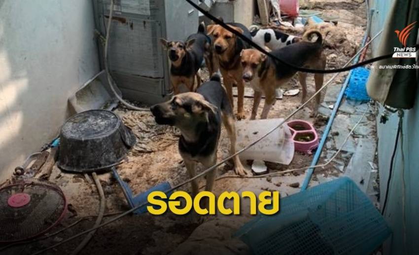 จำใจทิ้ง! สุนัข 30 ตัว เหตุเจ้าของป่วยเป็นเบาหวาน