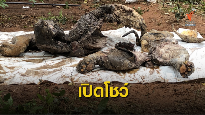 เปิดถังดอง "พายุ" เสือของกลางป่วยตาย อวัยวะอยู่ครบ