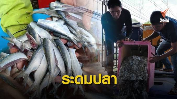"กลุ่มประมงพื้นบ้าน" ระดมอาหารทะเลช่วยน้ำท่วมอุบลฯ