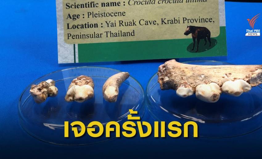 พบฟอสซิล "ไฮยีนาลายจุด" ยุคน้ำแข็งถ้ำยายรวก จ.กระบี่