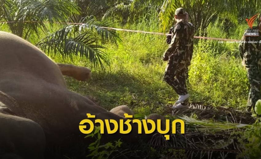 อ้างยิงป้องกันตัว "ช้างเขาอ่างฤาไน" ตายคาสวนปาล์ม 1 ตัว