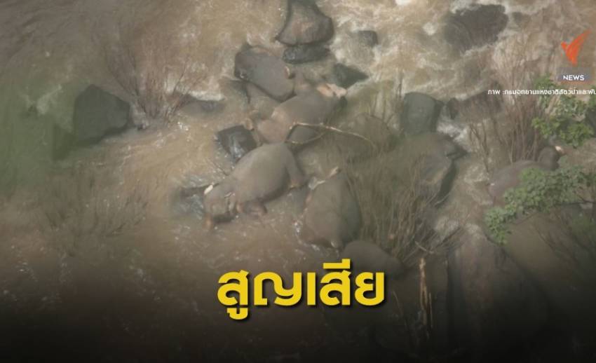 ไทม์ไลน์ 6 ชีวิตช้างป่าเขาใหญ่พลัดน้ำตกเหวนรก
