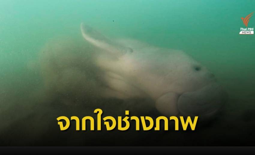 "มาเรียม" จุดกระแสศิลปินสร้างงานศิลปะเพื่อการอนุรักษ์