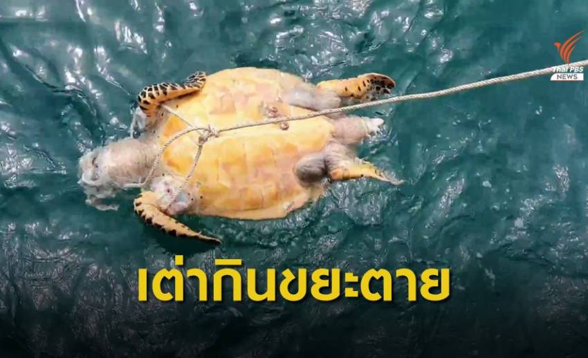 เต่าทะเลกินขยะพลาสติกทยอยตาย