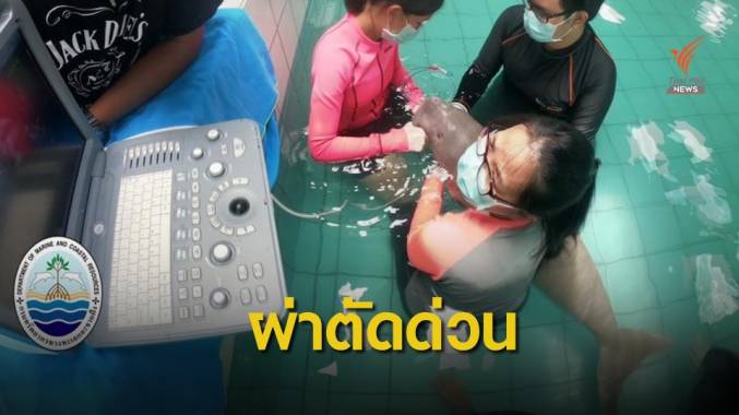 ส่ง "ยามีล" ผ่าตัดด่วน เอาก้อนหญ้าที่อุดตันในกระเพาะออก