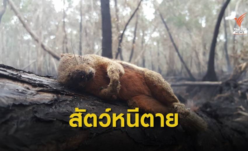 สัตว์หนีตายไฟไหม้ป่าพรุ
