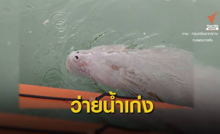 เก่งแล้ว! "มาเรียม" ไม่เกยตื้น กินนมเก่ง - ว่ายน้ำคล่อง