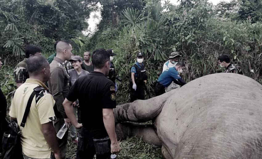 สลด! ช้างป่าฮาลาบาลาถูกฆ่าตัดงา