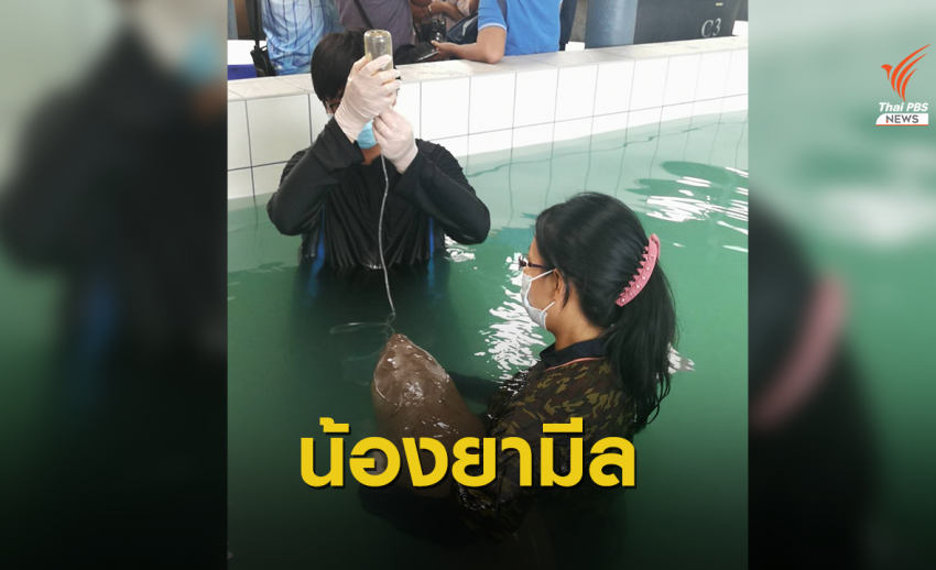 สมเด็จพระเจ้าลูกเธอ เจ้าฟ้าสิริวัณณวรีฯ พระราชทานชื่อพะยูนกระบี่ "ยามีล"