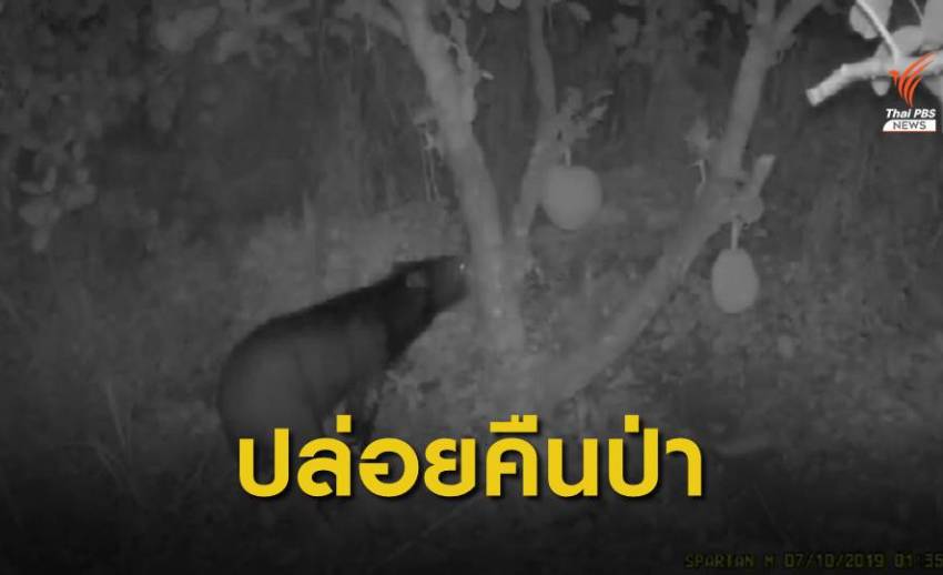 หมีควายเข้ากินผลไม้ในสวนชาวบ้าน จ.ปราจีนบุรี - นำตัวปล่อยป่า