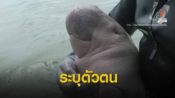 "วราวุธ" สั่งติดแท็ก ฝังชิปมาเรียม-ยามีล ทำแผนพะยูนแห่งชาติ