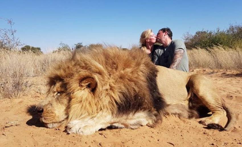 PETA แบนสามี-ภรรยาจูบฉลองกับร่าง "สิงโต" ที่ถูกฆ่าตาย