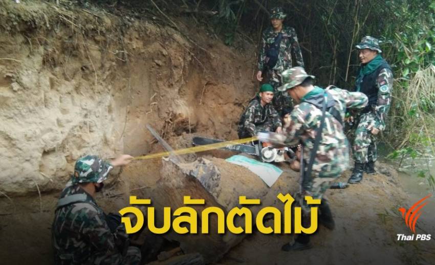 ปะทะเดือด กองกำลังติดอาวุธลอบตัด "ไม้หวงห้าม" กลางป่าไทย 