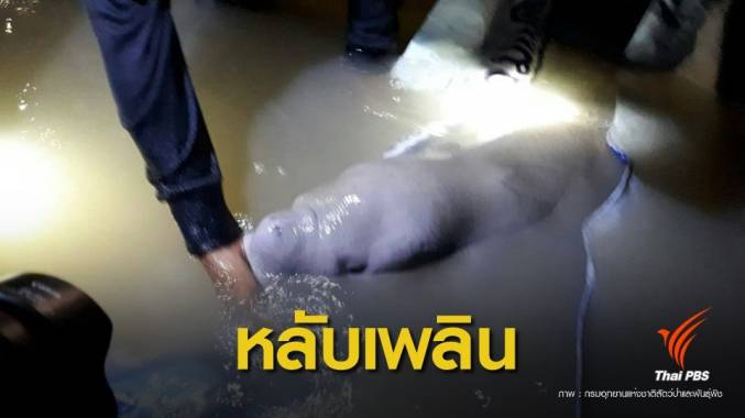 ปรับแผนใหม่! ฝึก "มาเรียม" หนีน้ำขึ้นน้ำลงหลังหลับเพลินเกยตื้น