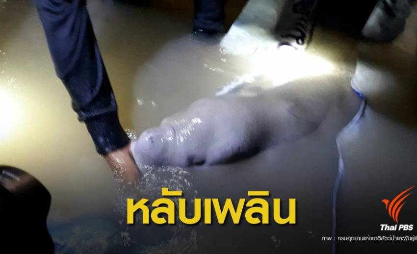 ปรับแผนใหม่! ฝึก "มาเรียม" หนีน้ำขึ้นน้ำลงหลังหลับเพลินเกยตื้น