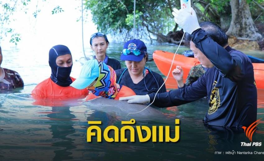 ลูกพะยูน "มาเรียม" ยึดเรือแคนูสีส้มแทนอ้อมกอดแม่