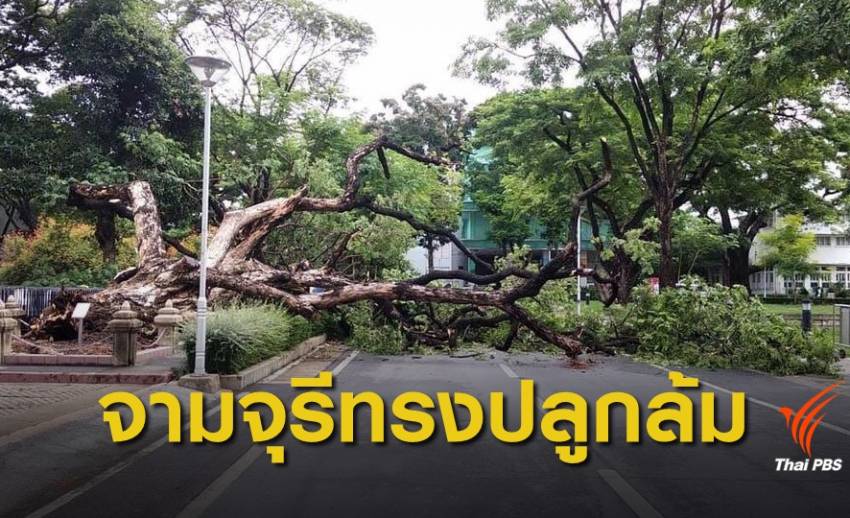ชาวจุฬาฯ เศร้า พายุฝนกระหน่ำ "จามจุรีทรงปลูก" ล้ม ยกต้นคืนไม่ได้