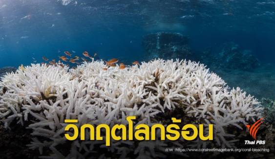 วิกฤต! โลกร้อนกระทบทั่วโลกเผชิญปะการังฟอกขาว 3 ปีซ้อน