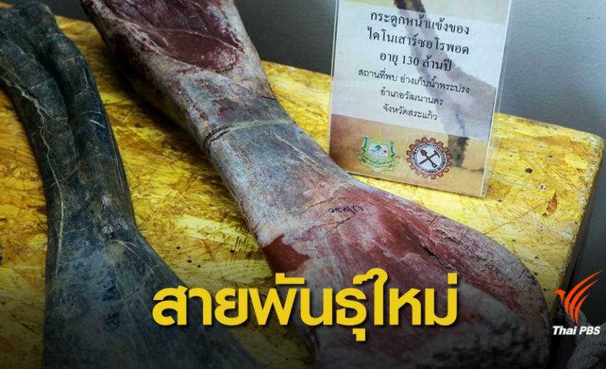 สุสานไดโนเสาร์ "ซอโรพอด" อายุ 130 ล้านปีในอ่างเก็บน้ำพระปรง