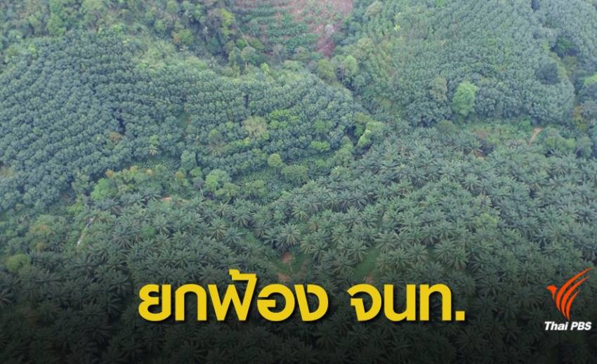 ยกฟ้อง 15 จนท.กรมอุทยานฯ คดีจับ บ.ปาล์มไทยรุกป่า 2,600 ไร่